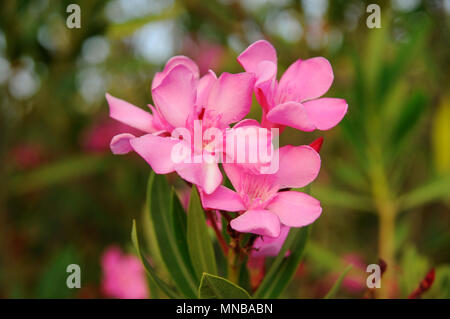 Pink flower's branch - Oleander Nerium Stock Photo