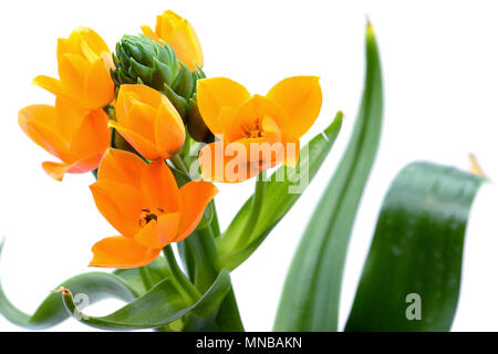 Star-of-Bethlehem flower (Ornithogalum dubium). orange flower on white isolated background Stock Photo