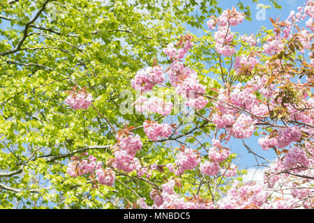 Spring leaves and blossom - uk Stock Photo