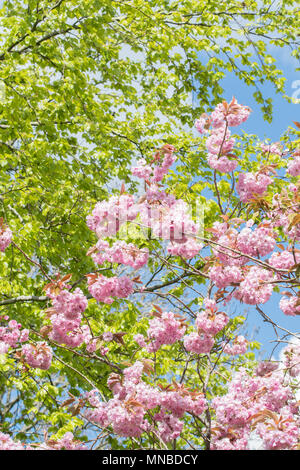 Spring leaves and blossom - uk Stock Photo