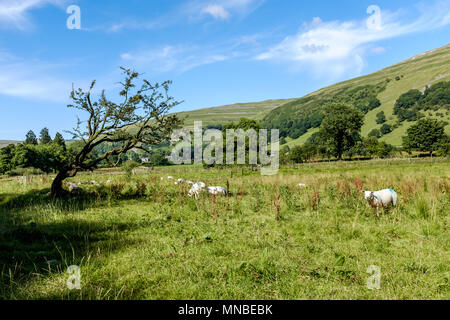 Group of sheep in the Yorkshire Dales, near Buckden, England. Stock Photo