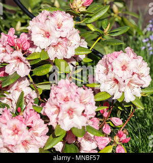 Rhododendron  'Winsome', viewed here at springtime in the Peter Wheeler's (photographer) front garden in Shropshire. Stock Photo
