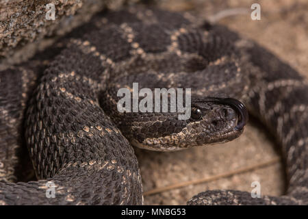 Southern Pacific Rattlesnake (Crotalus oreganus helleri) from the Sierra Jurarez, Baja California, Mexico. Stock Photo