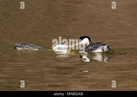 Western grebes on their breeding grounds in Upper Klamath Lake, Oregon. The male feeds the female during their courtship to strengthen the pair bond. Stock Photo