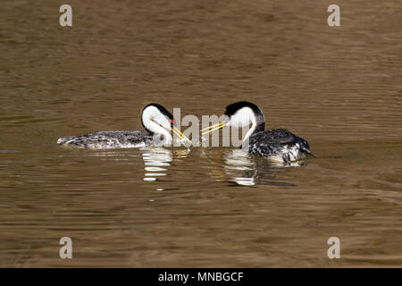 Western grebes on their breeding grounds in Upper Klamath Lake, Oregon. The male feeds the female during their courtship to strengthen the pair bond. Stock Photo