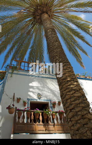 Huge palm growing between and over houses and providing shade in the city of Puerto de Mogan, Gran Canaria, Spain Stock Photo