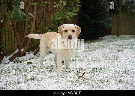 Yellow Labrador Retriever standing in snowy garden in March Stock Photo