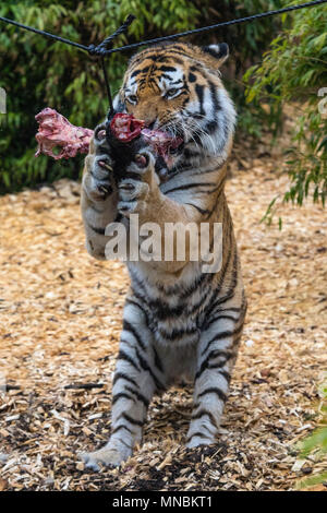 A Tiger gnawing on meat at a zoo in the UK. Stock Photo