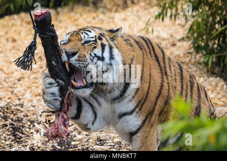 A Tiger gnawing on meat at a zoo in the UK. Stock Photo