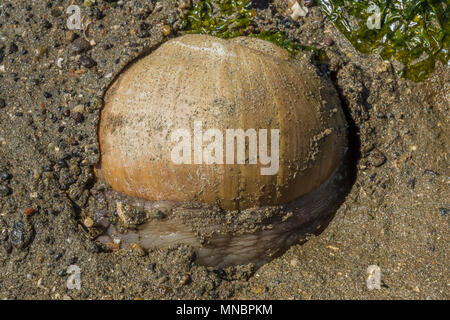 Lewis' Moonsnail, Euspira lewisii, aka Polinices lewisii or Neverita lewisii, at low tide along the shore of Puget Sound at Arcadia Point, Mason Count Stock Photo