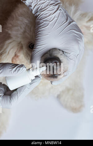 Putting drops in dog nose in vet clinic close-up view Stock Photo
