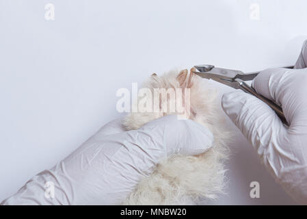 Close-up of clipping dog nails isolated on white background Stock Photo