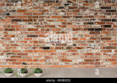 Small houseplants in white pots and red brick wall Stock Photo