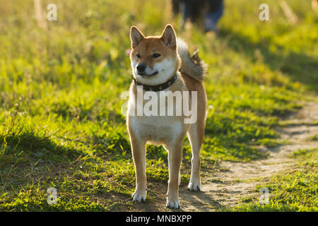 Dogs Japanese breeds Sibu Inu on a background of grass, sunlight Stock Photo