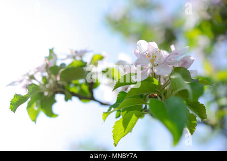 Beautifully blooming apple tree flowers in close-up (selective deep of field) Stock Photo