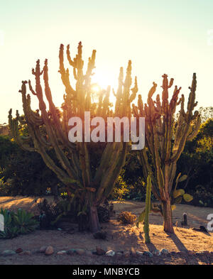 Tall desert cactuses with the sunset in the background
