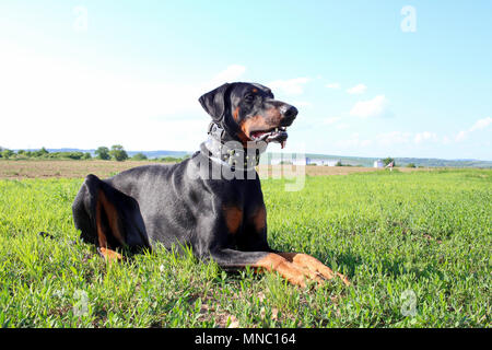 Doberman pinscher lying on the ground Stock Photo