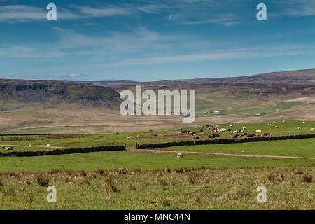 North Pennines Landscape, Cronkley Scar, Widdybank Fell & Pasture, Teesdale, UK from Wool Pits Hill in spring sunshine Stock Photo