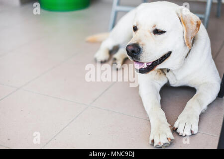 Close-up photo of white Labrador Retriever lying on tiling floor Stock Photo