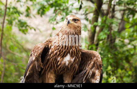 Golden eagle Aquila chrysaetos sitting in wild forest. It is one of the best-known birds of prey Stock Photo