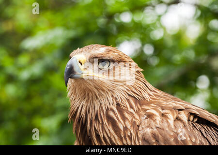 Close-up portrait of golden eagle Aquila chrysaetos. It is one of the best-known birds of prey Stock Photo