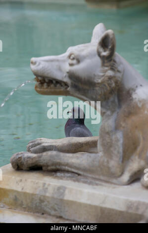 pigeons in the fountain in siena italy frolicking atop statues of a wolf and even drinking from it's mouth Stock Photo