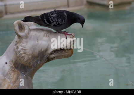 pigeons in the fountain in siena italy frolicking atop statues of a wolf and even drinking from it's mouth Stock Photo