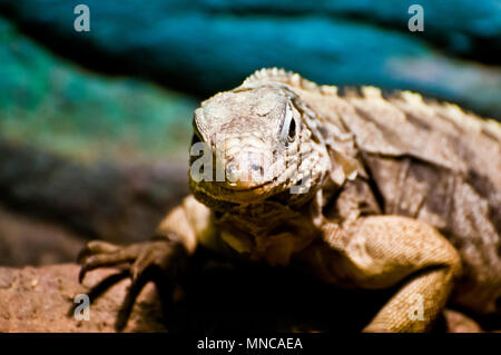 Cuban rock iguana or Cyclura nubila in captivity Stock Photo