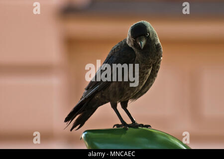 Jackdaw bird Stock Photo
