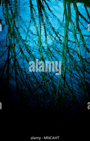 tree branches reflected in the water of a river Stock Photo