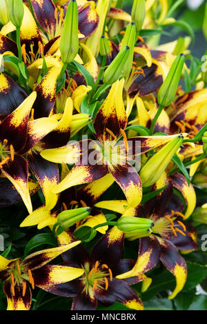 Lilium 'Lionheart'. Lily 'Lionheart'. Asiatic lily 'Lionheart' flower Stock Photo