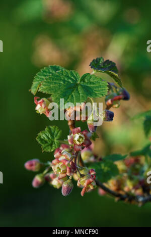 Blackcurrant (Ribes nigrum) is a woody shrub in the family Grossulariaceae grown for its piquant berries. Stock Photo