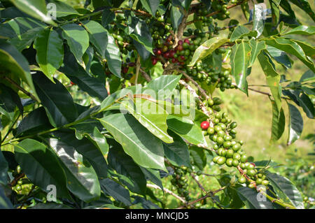 Close up of the coffee beans and trees at the coffee plantations in the highlands around Lake Toba. Sumatra, Indonesia Stock Photo