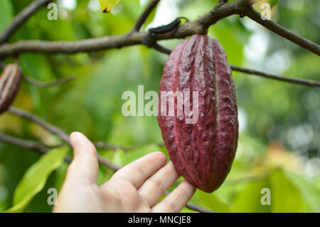 Close up of the coffee beans and trees at the coffee plantations in the highlands around Lake Toba. Sumatra, Indonesia Stock Photo