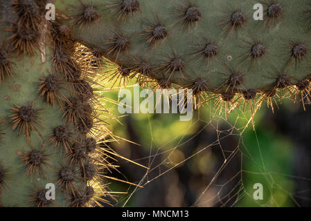Prickly pear cactus, Santa Cruz Island, Galapagos Islands, Ecuador. Stock Photo