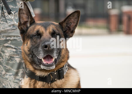 Gip, a military working dog assigned to the 11th Security Support Squadron, stands by his handler, Staff Sgt. Joshua Lawson, as they await the arrival of the President and First Lady of the United States at Joint Base Andrews, Md., March 19, 2018. MWDs work as force multipliers when providing security, using their senses to acknowledge handlers of both visible and invisible threats. (U.S. Air Force Stock Photo