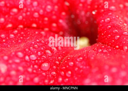 Droplets on petunia flower. Stock Photo