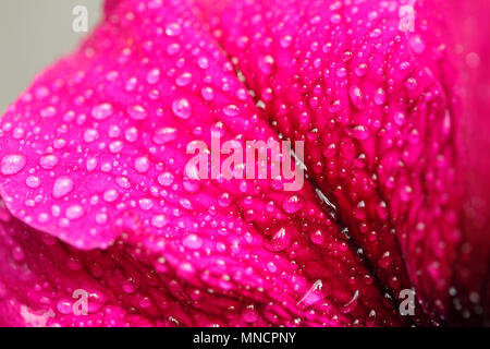 Droplets on petunia flower. Stock Photo