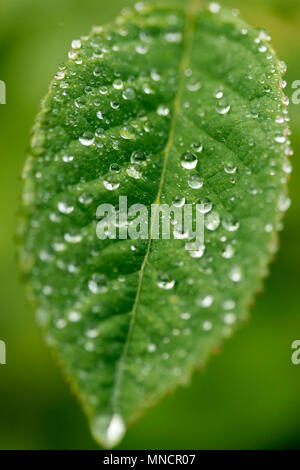 Droplets on rose leaf. Stock Photo