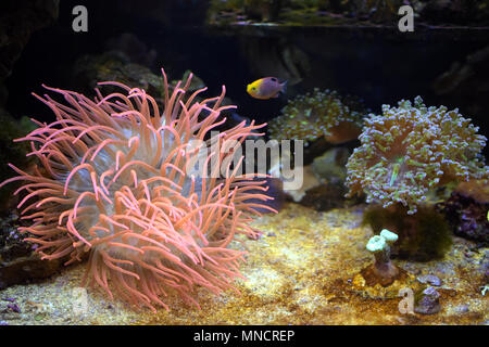 sea anemone wallpaper background texture in an Aquarium with a fish Stock Photo