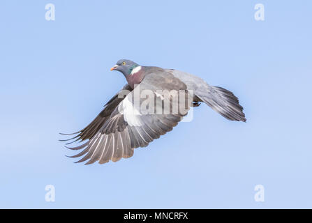Wood Pigeon (Columba palumbus) with wings down and out, flying in the sky against blue sky in the UK. Pigeons UK. Woodpigeon in flight. Stock Photo