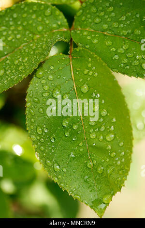 Droplets on rose leaf. Stock Photo