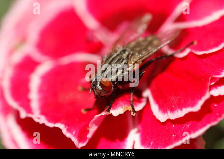 Blow fly. Calliphora vicina Stock Photo