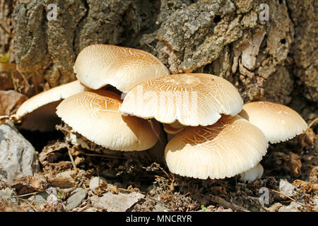Black poplar mushrooms. Agrocybe aegerita Stock Photo