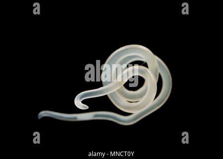 A parasitic nematode, or roundworm, that has been removed from the surface of a pollack’s liver. England UK Stock Photo