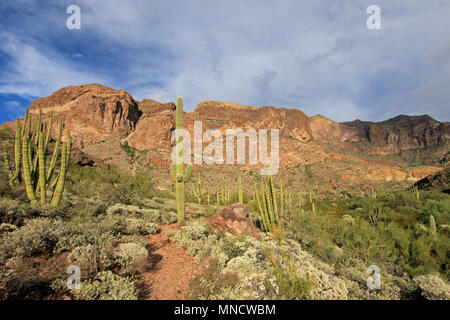 Organ Pipe and Saguaro cactuses in Organ Pipe Cactus National Monument, Arizona, USA Stock Photo