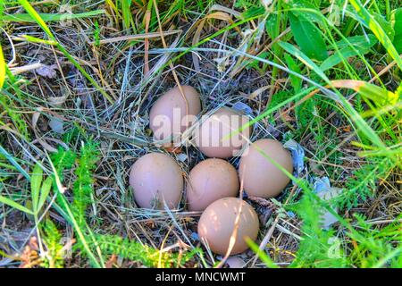 Female pheasant eggs. Abandoned nest with female pheasant eggs Stock Photo