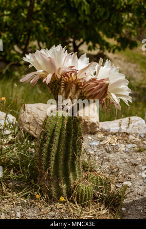 Trichocereus schickendantzii, Columnar Torch Cactus in Flower Stock Photo