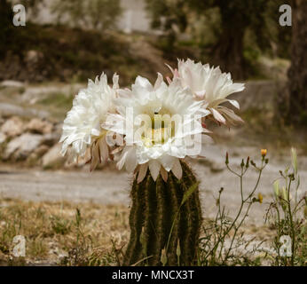 Trichocereus schickendantzii, Columnar Torch Cactus in Flower Stock Photo