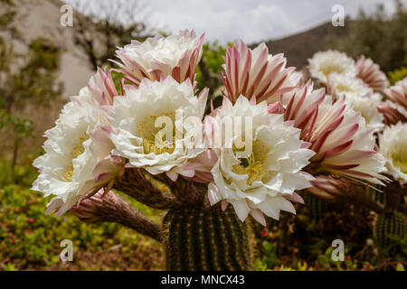 Trichocereus schickendantzii, Columnar Torch Cactus in Flower Stock Photo